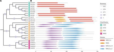 The Superoxide Dismutase Gene Family in Nicotiana tabacum: Genome-Wide Identification, Characterization, Expression Profiling and Functional Analysis in Response to Heavy Metal Stress